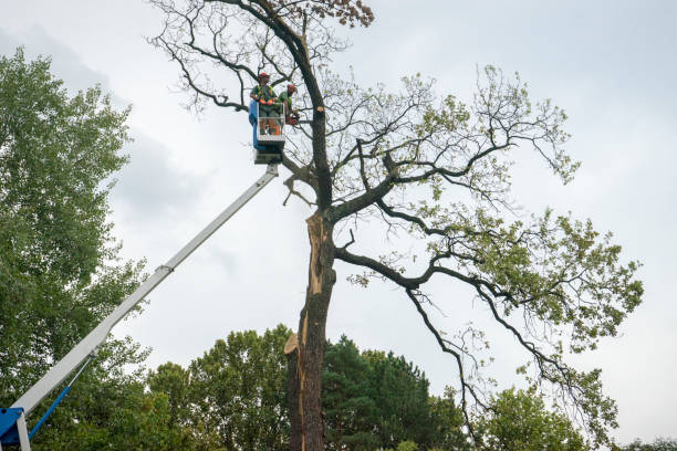 Reliable Plains, TX Tree Care  Solutions