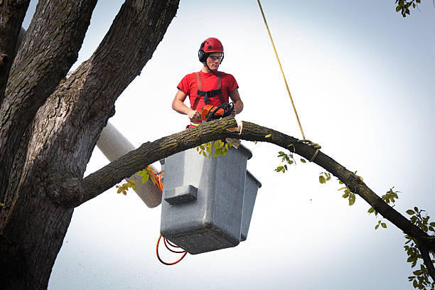 Best Tree Cabling and Bracing  in Plains, TX